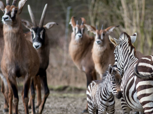 Die Afrikanische Savanne