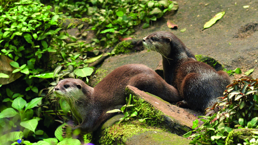 Das Wohlergehen der Zwergotter im Burgers’ Zoo