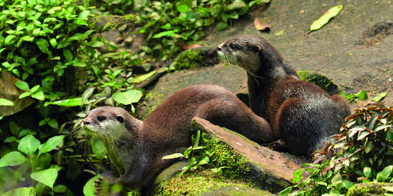 Das Wohlergehen der Zwergotter im Burgers’ Zoo