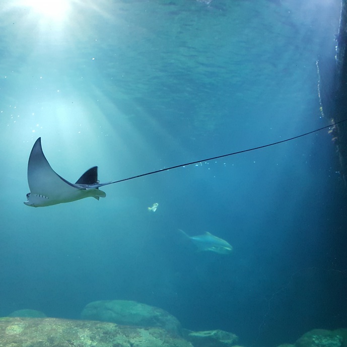 Zuchterfolg und Meilenstein bei den Adlerrochen im Burgers' Zoo