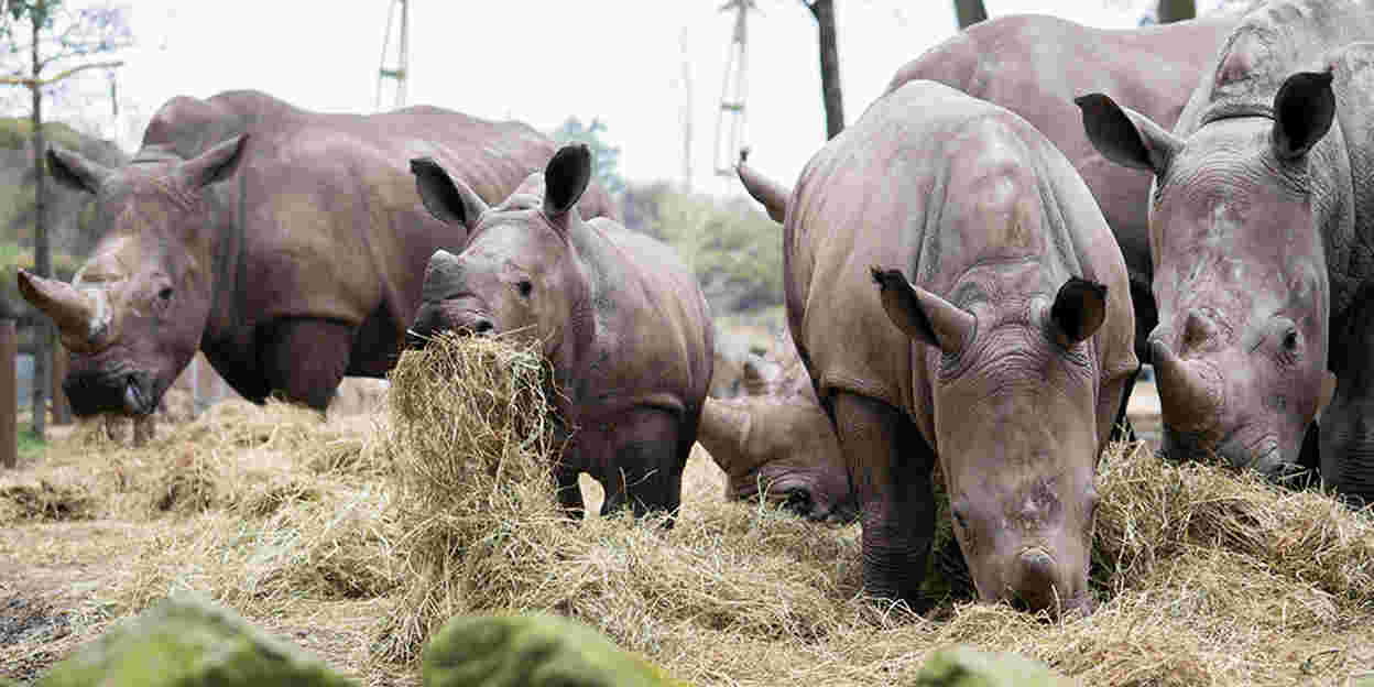 Der Burgers’ Zoo verlängert den Sommer