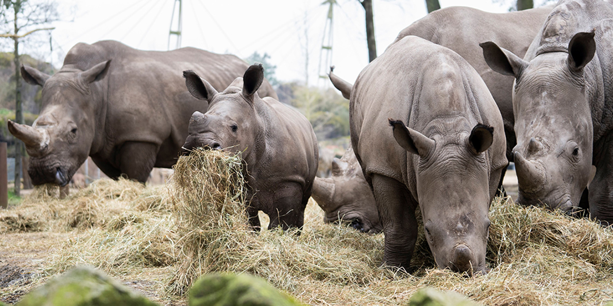 Der Burgers’ Zoo verlängert den Sommer