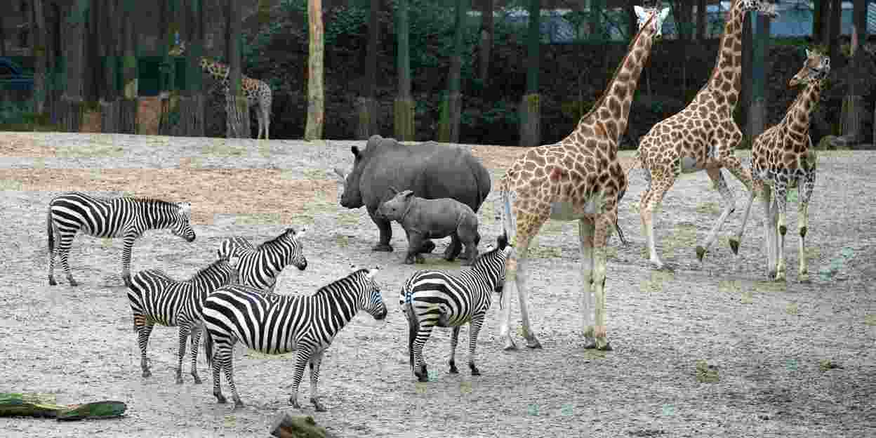 Junges Nashorn entdeckt Giraffen, Zebras und Antilopen