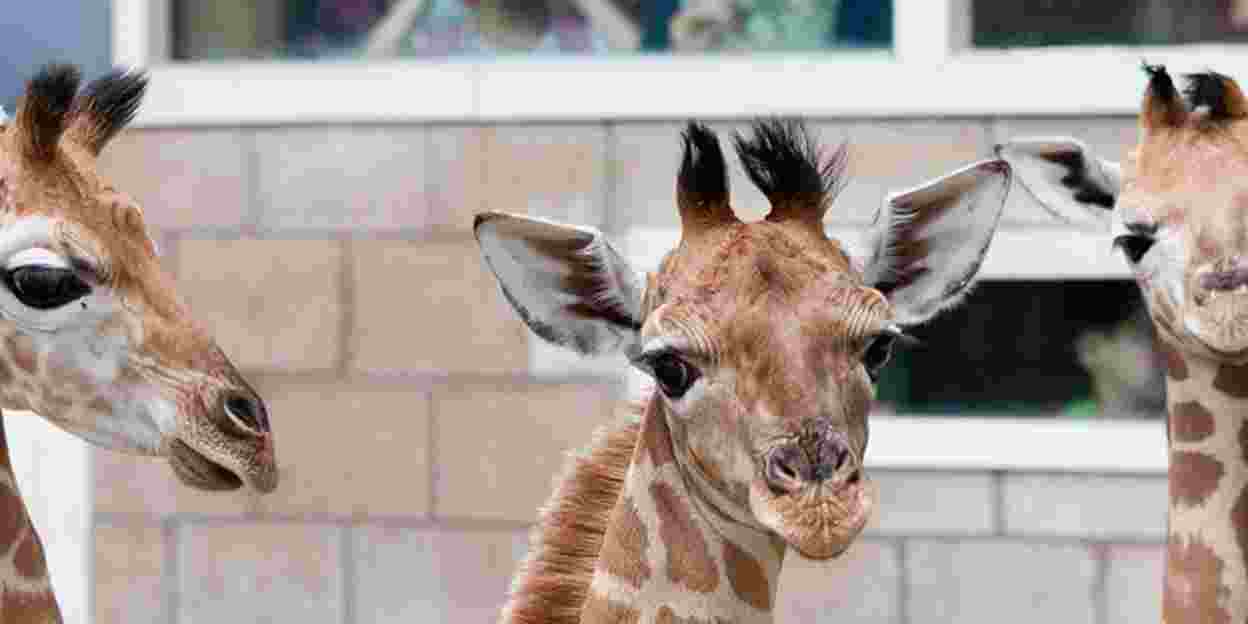 Drei neugeborene Giraffen in acht Tagen