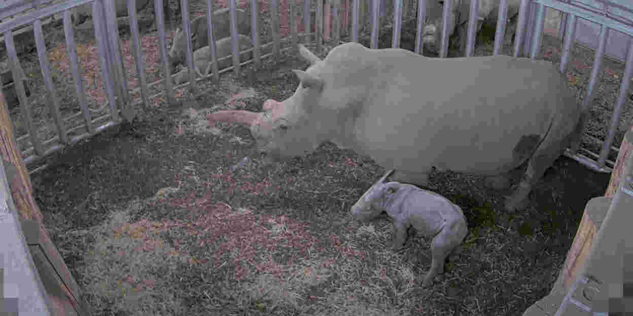  Wir haben ein Nashorn!