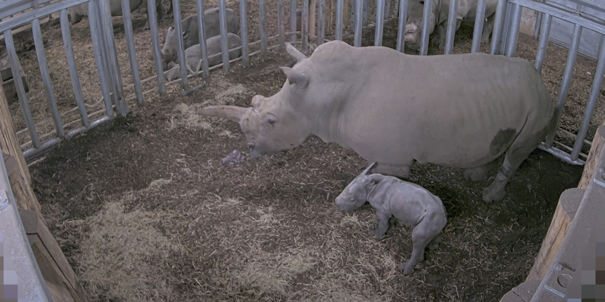 Wir haben ein Nashorn!