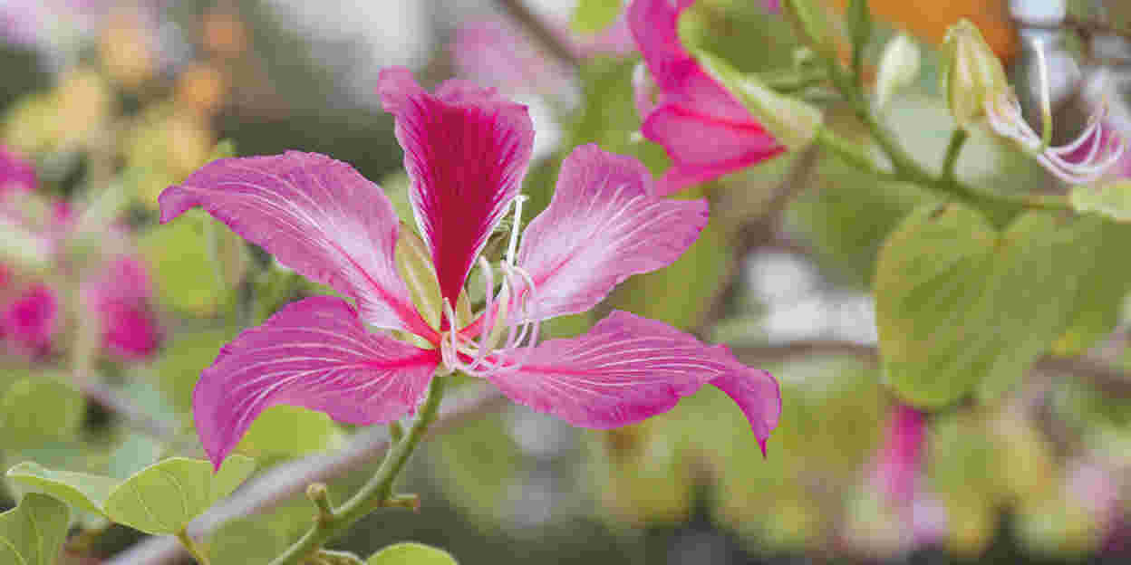 In Burgers’ Bush auf Weltreise