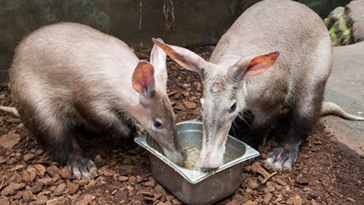Was machen unsere Erdferkel eigentlich nachts?