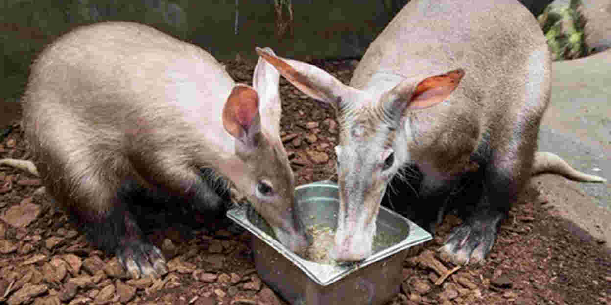 Was machen unsere Erdferkel eigentlich nachts?
