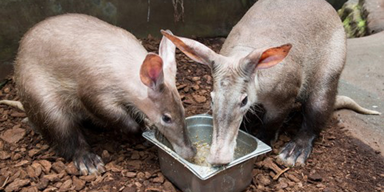 Was machen unsere Erdferkel eigentlich nachts?