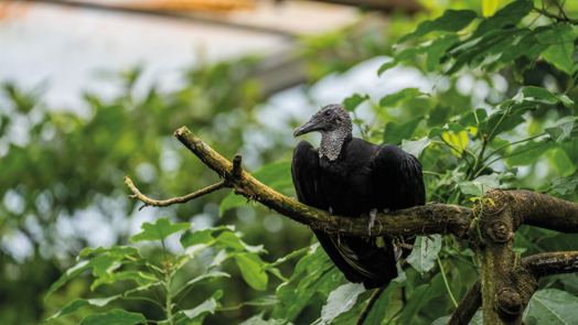 Neu in Burgers' Bush: Rabengeier