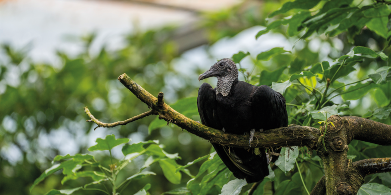 Neu in Burgers' Bush: Rabengeier