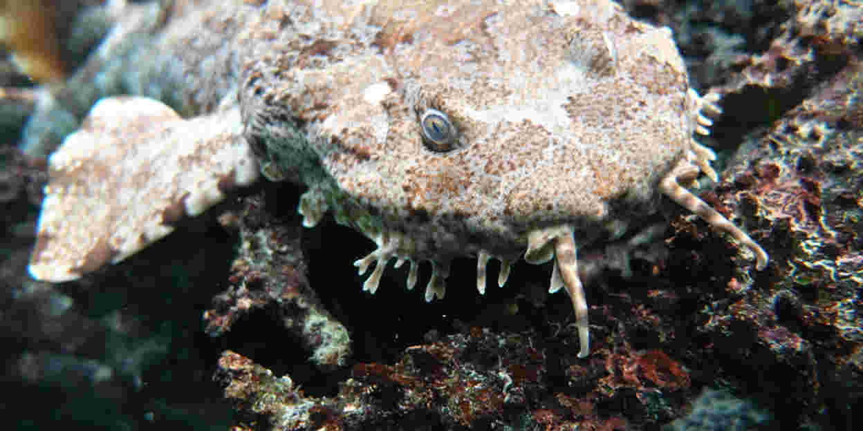 Tarnung bei Tieren: Anpassung an die Umgebung (Ocean)