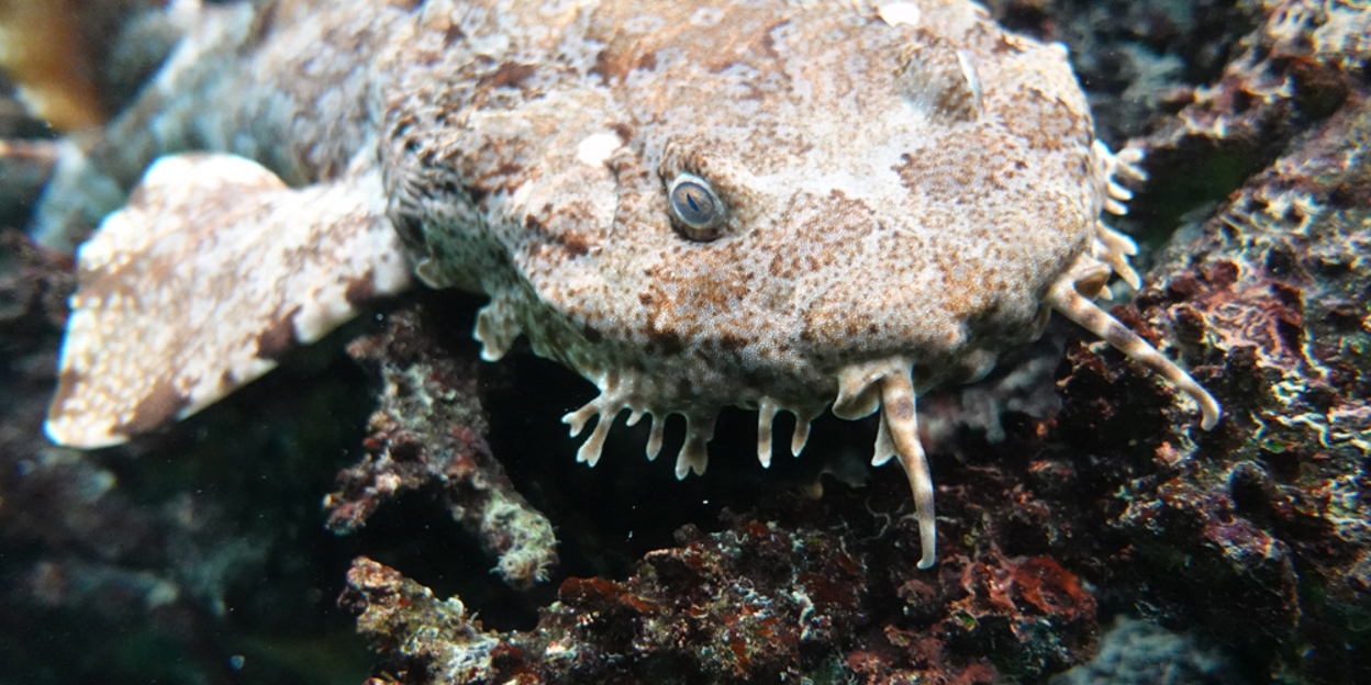Tarnung bei Tieren: Anpassung an die Umgebung (Ocean)