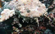 Tarnung bei Tieren: Anpassung an die Umgebung (Ocean)