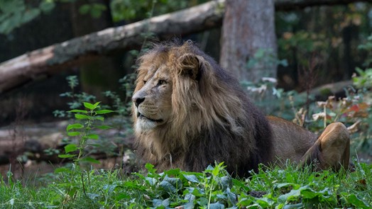 Erwachsenes Löwenmännchen erhält eine Vasektomie