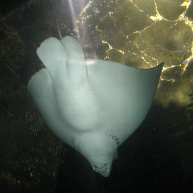 Über die Fortpflanzung