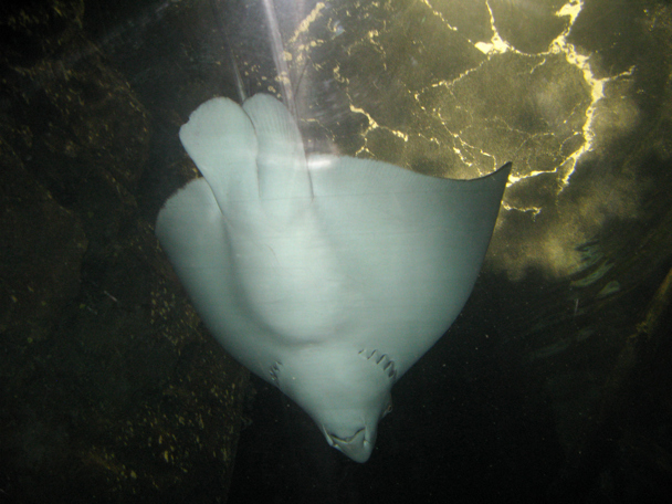 Schon 71 Adlerrochen gezüchtet