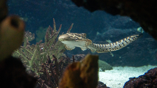 Leopardenhai des Burgers’ Zoo hat nur einen Elternteil