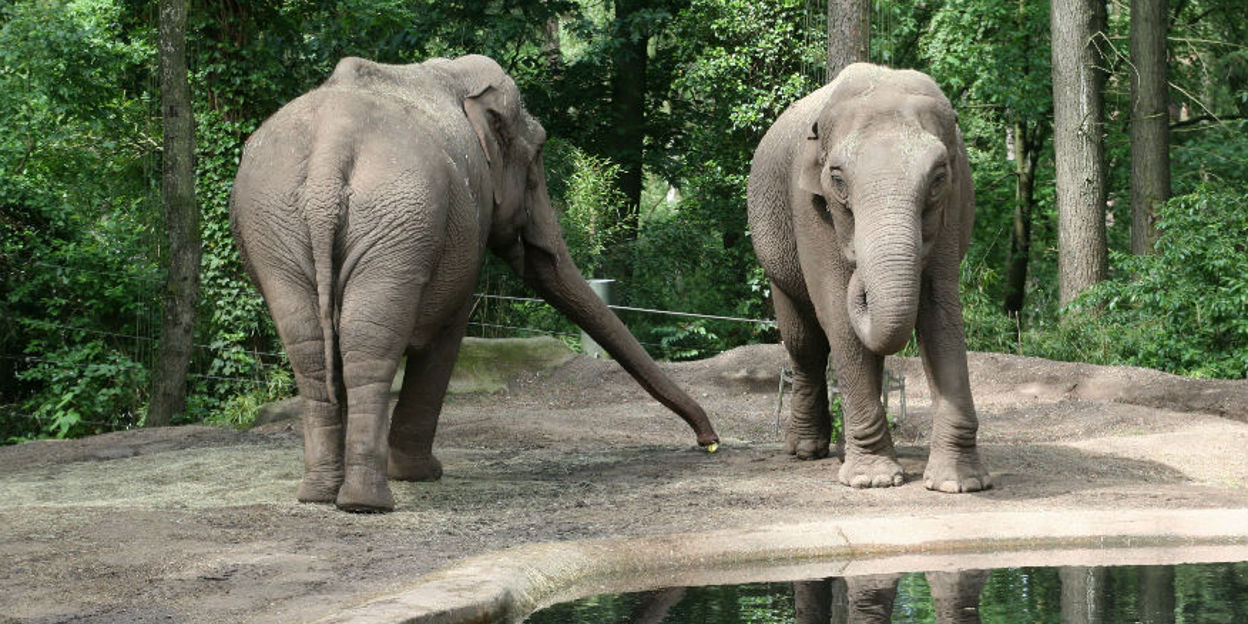 Das Altenheim des Tierparks