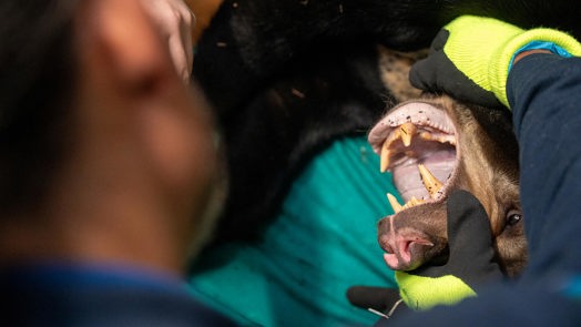 Bärenstarkes Geschenk aus dem Burgers' Zoo