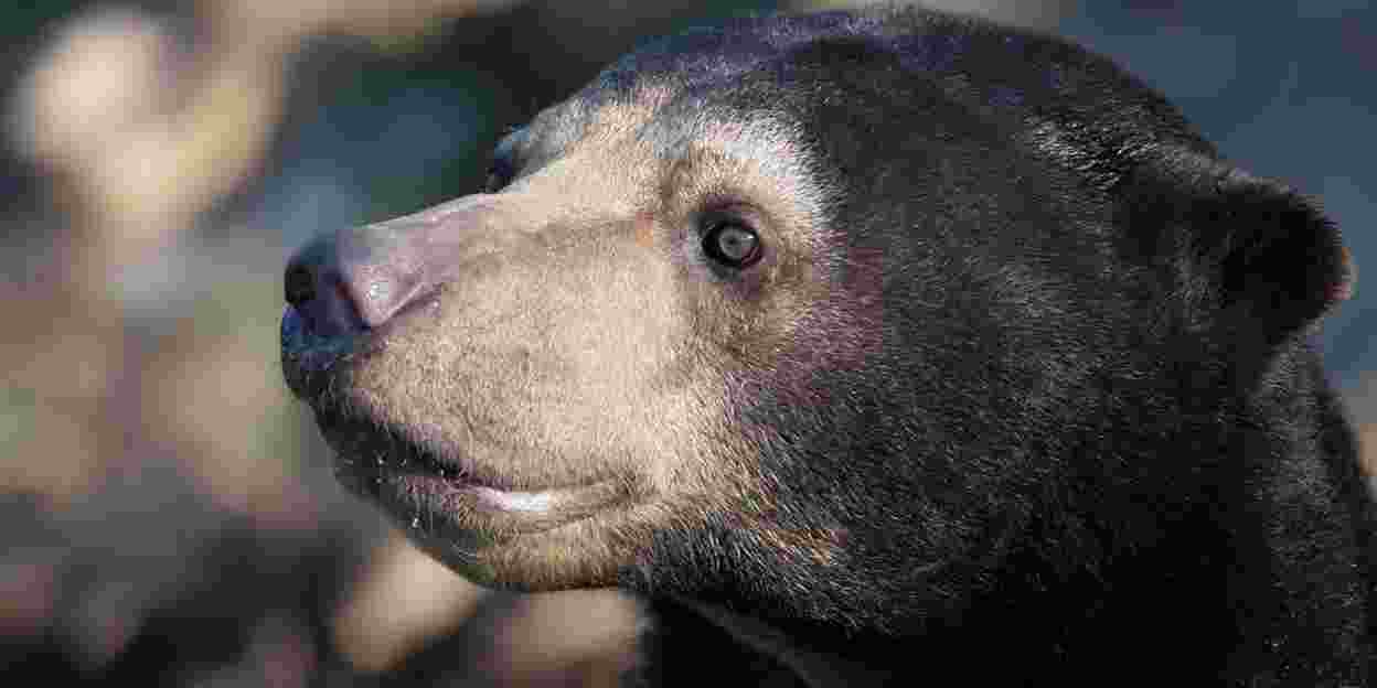 Ein seltenes Phänomen im Zoo: der Malaienbär