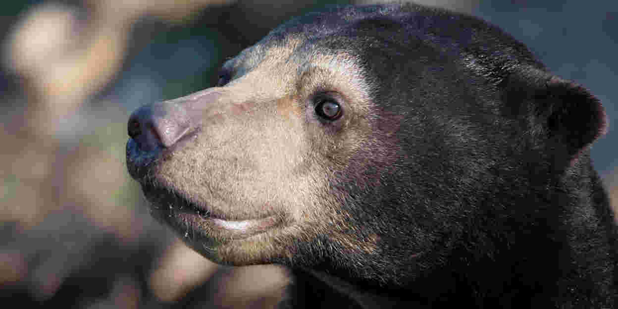 Ein seltenes Phänomen im Zoo: der Malaienbär