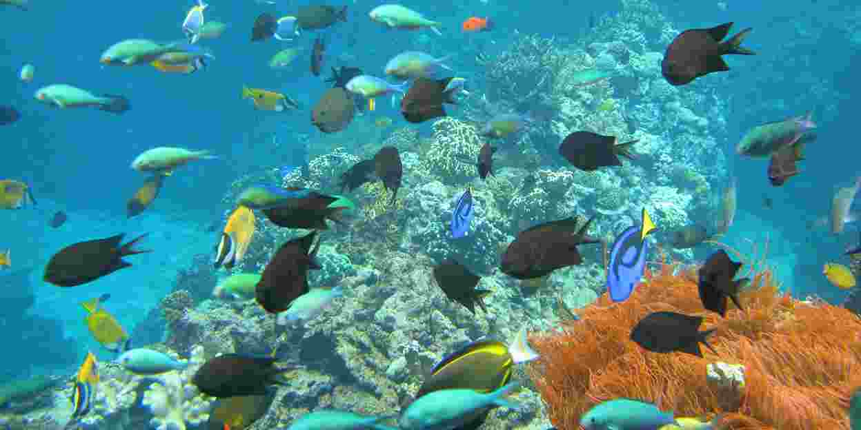 Die Nutzung von Wissen über Korallen zur Wiederherstellung von Korallenriffen 