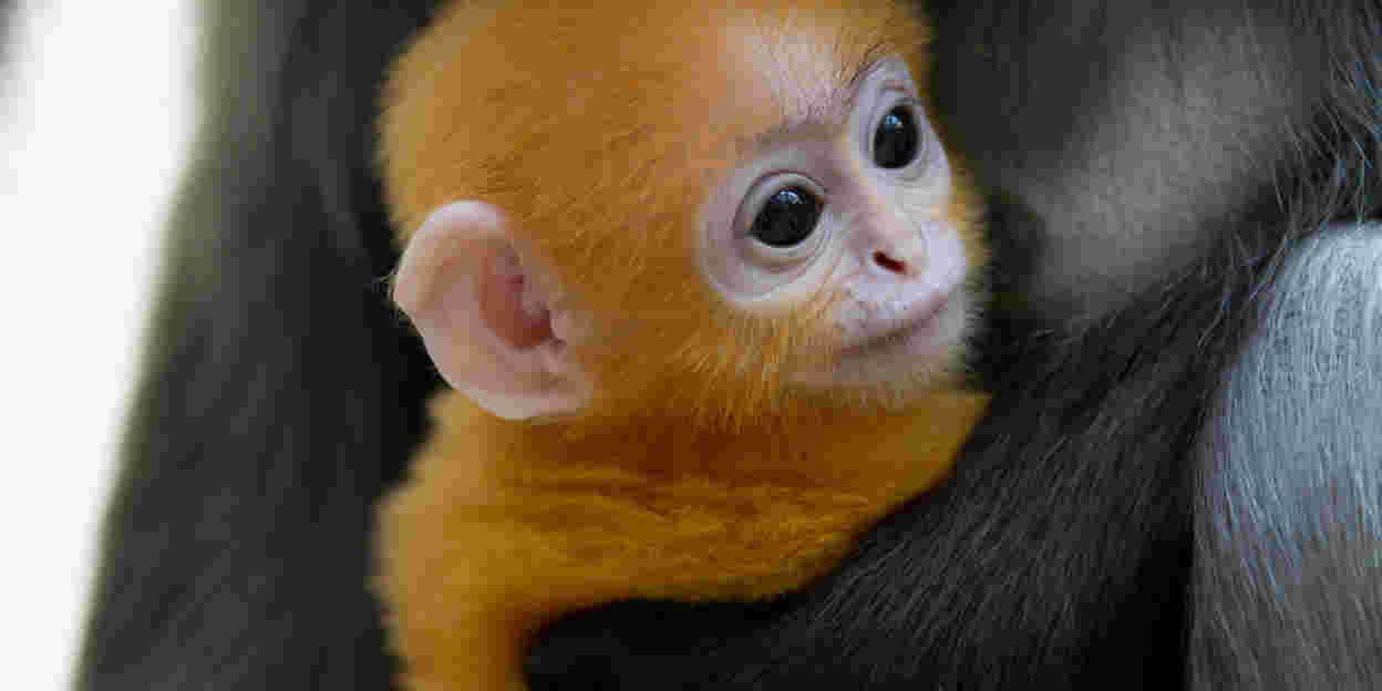 Durch Zuchtprogramme bleiben Tierpopulationen genetisch gesund