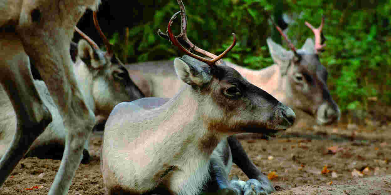 Der Hirsch aus der Kälte