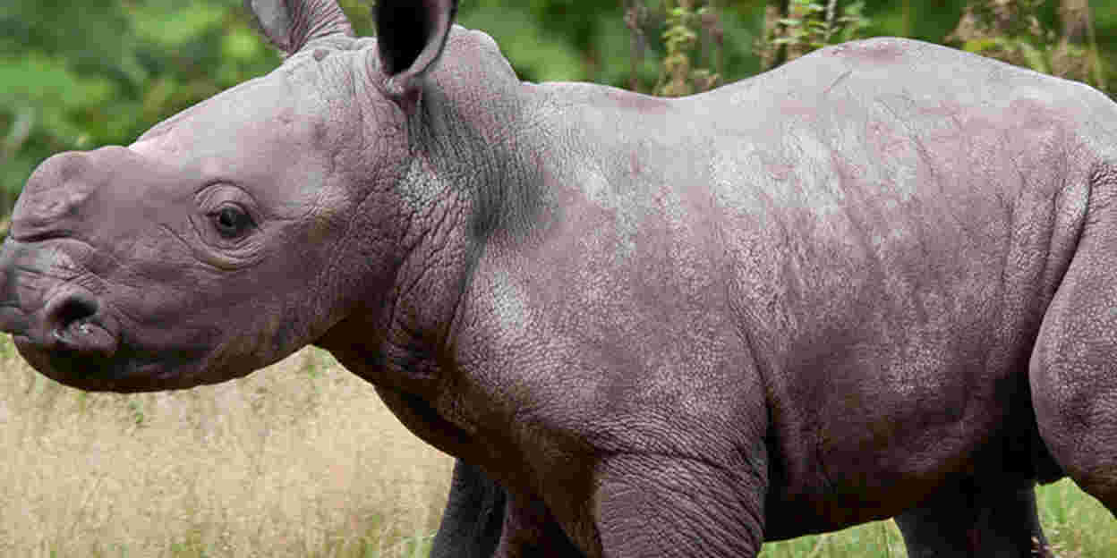 Kleines Nashorn trifft giraffen, zebras und antilopen