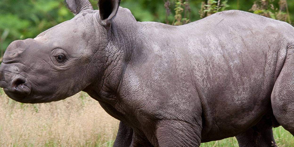 Kleines Nashorn trifft giraffen, zebras und antilopen