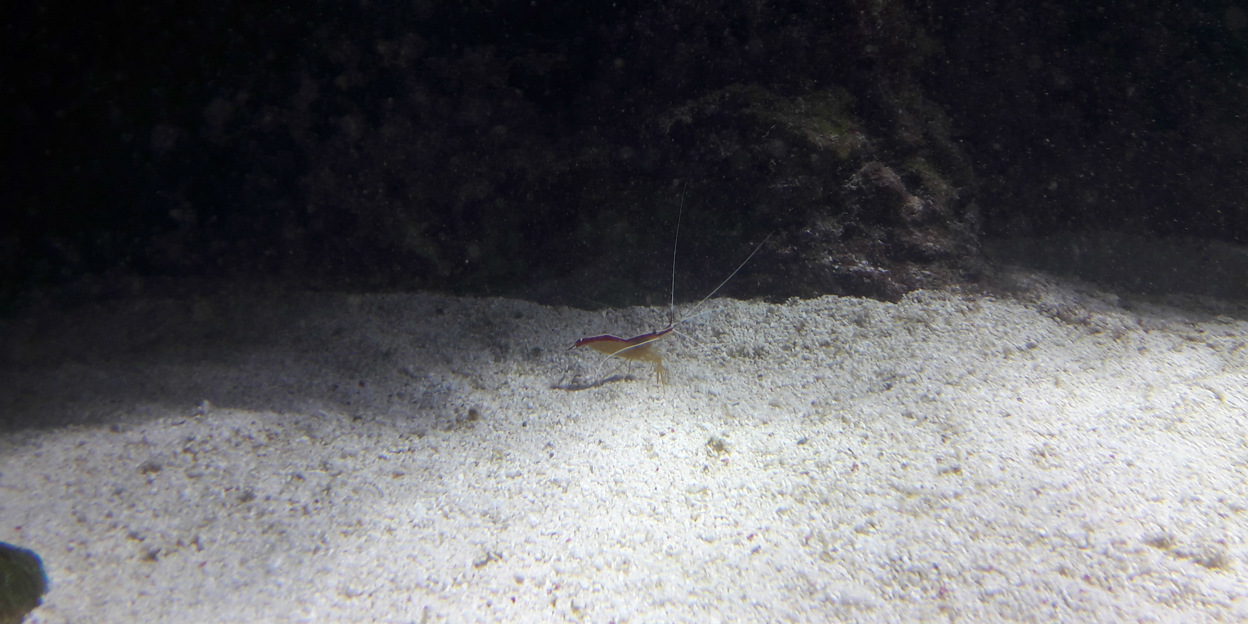 Gambas