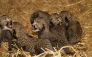 Abermals Geparden-Sechslinge im Burgers' Zoo!