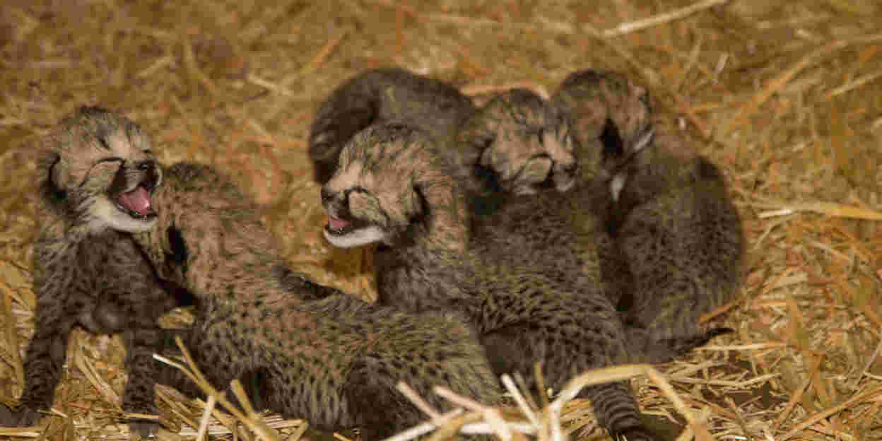 Abermals Geparden-Sechslinge im Burgers' Zoo!