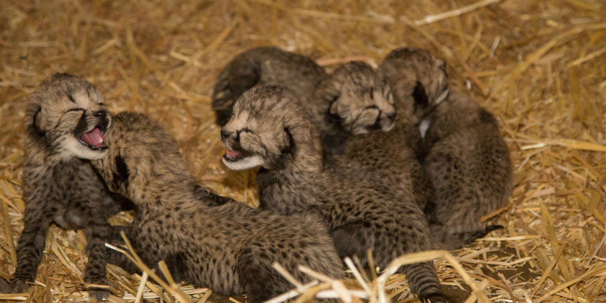 Abermals Geparden-Sechslinge im Burgers' Zoo!