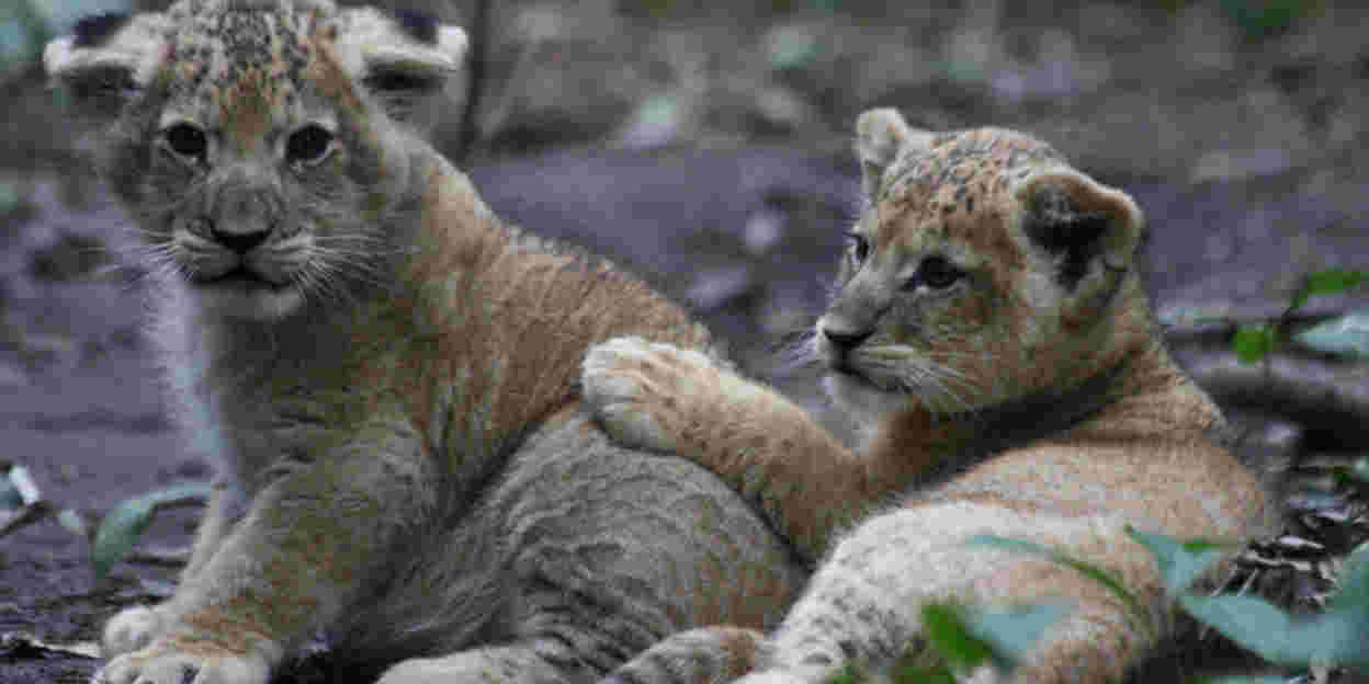 Löwen in europäischen Zoos