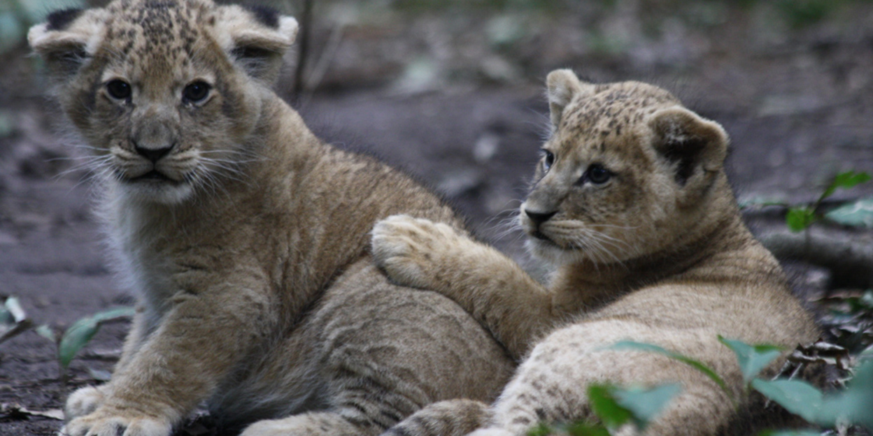 Löwen in europäischen Zoos