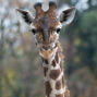 Lesen Sie mehr über: Rothschildgiraffe