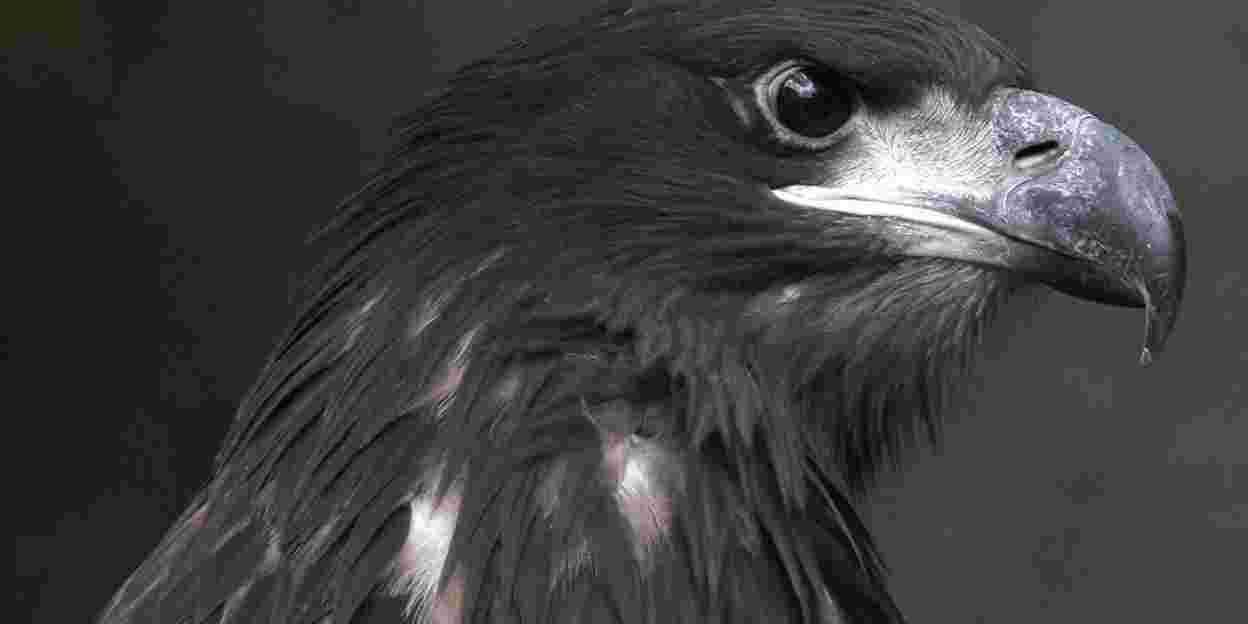 Arnheimer Seeadler behaupten sich am Himmel über Israel 