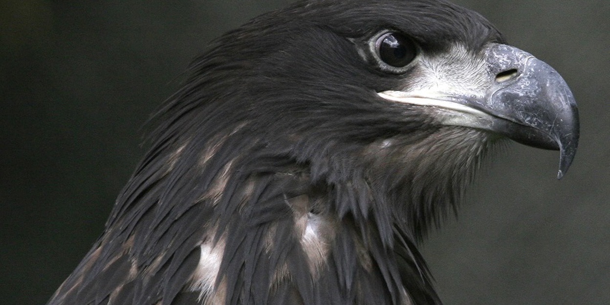 Arnheimer Seeadler behaupten sich am Himmel über Israel 