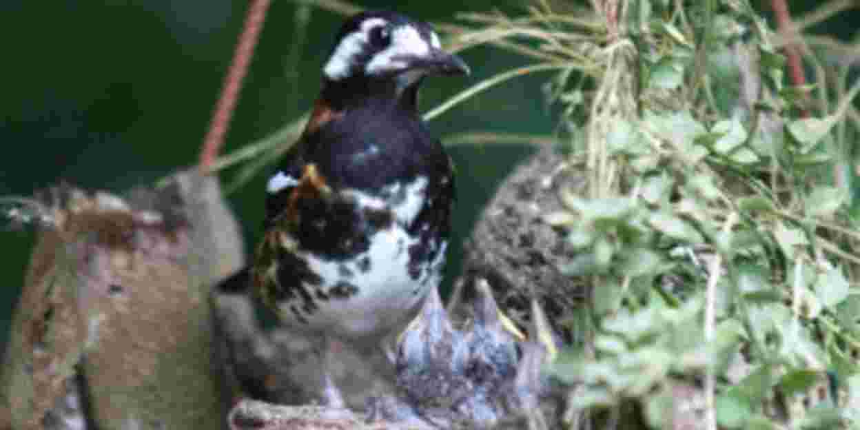 Viele Bruterfolge in der Vogelabteilung