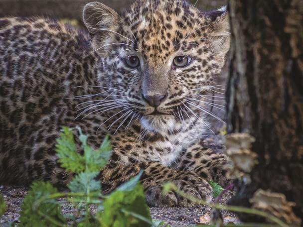 Ein kleiner Leopard wird groß