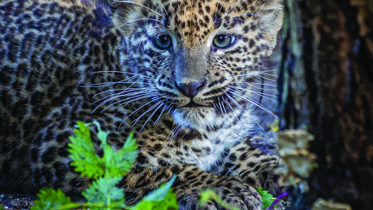 Eine sehr wichtige Zoopopulation: der Sri-Lanka-Leopard