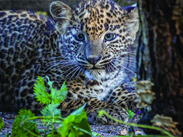 Ein kleiner Leopard wird groß