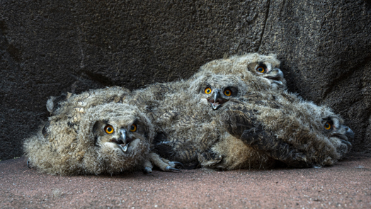 Wilde Uhus wählen den Burgers' Zoo als Nitplatz