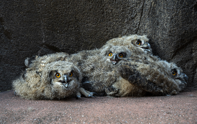 Wilde Uhus wählen den Burgers' Zoo als Nitplatz