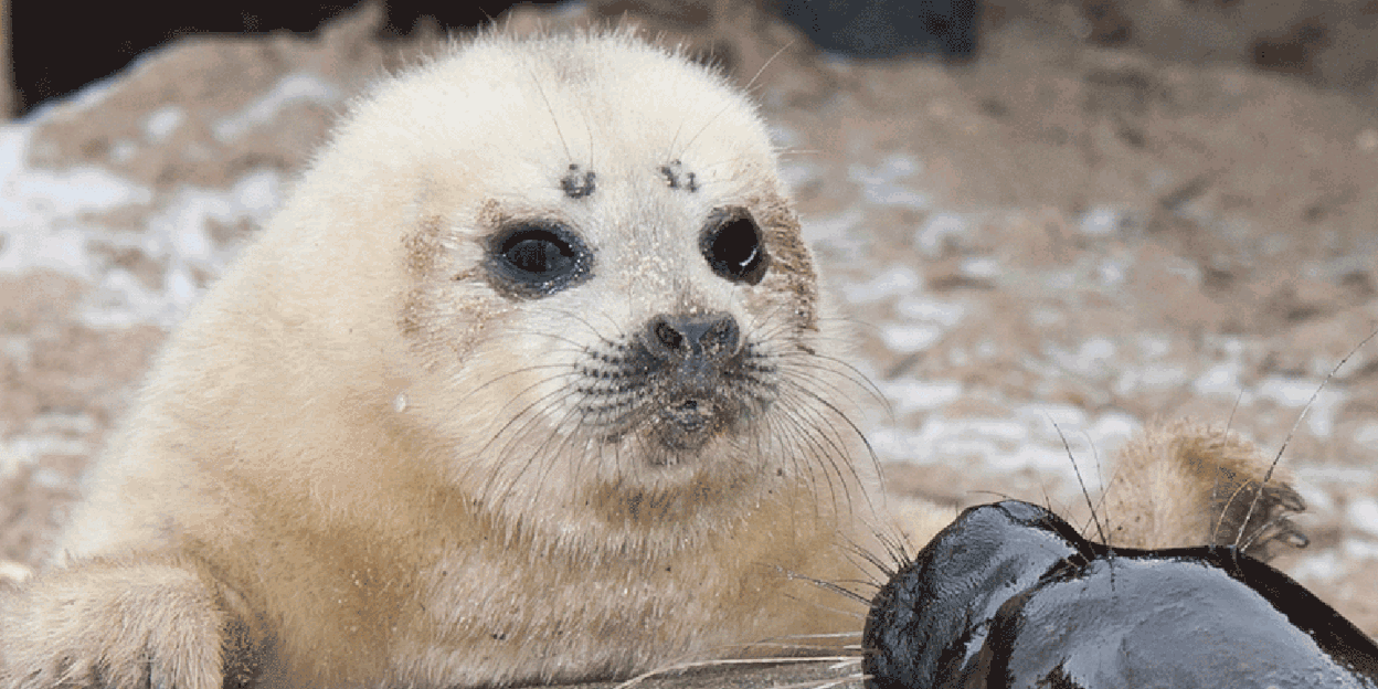Weltweit einzigartige Ringelrobbengeburt im Tierpark