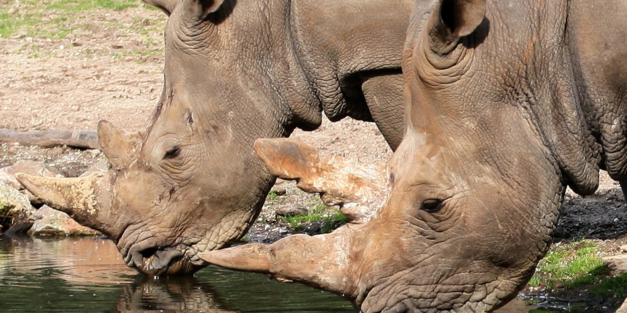 Spezialtransport: Nashorn