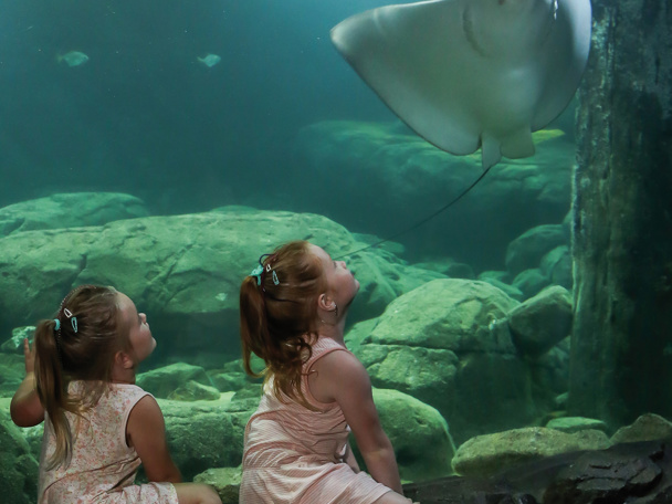 Abstieg entlang der Korallenriff